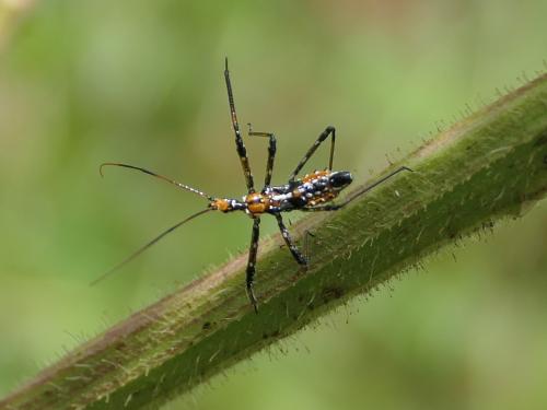 Cosmolestes sp.